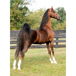 American Saddlebred Horse